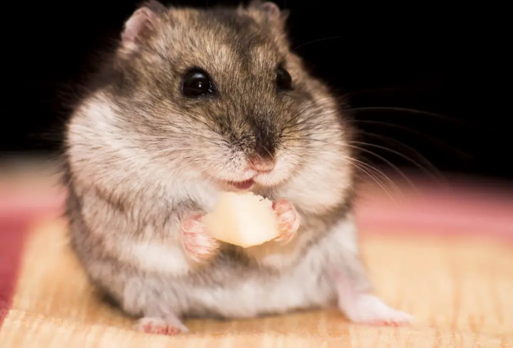 Wie lange kann ein Hamster ohne Wasser und Nahrung