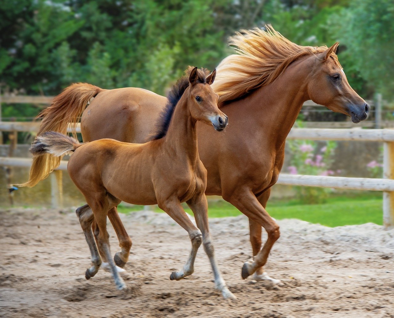horse, purebred, foal